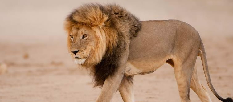 Which iconic savannah predator are we looking at here?