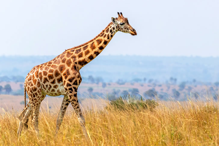 Only Real Animal Lovers Can Score 4040 On This Savannah Wildlife Quiz