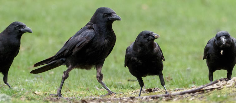 Here's a dark and mysterious riddle: what do we call a gathering of crows?