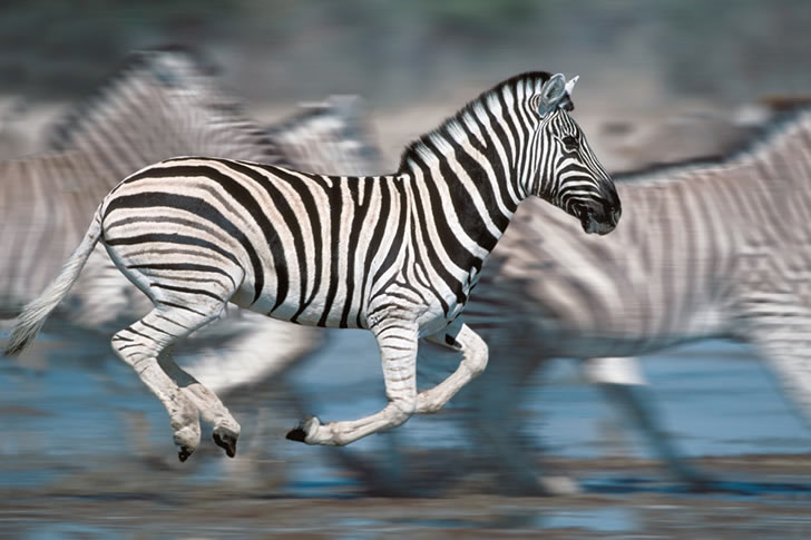 If You Can Guess Over 30 of These Animal Collective Nouns, You’re Smarter Than Most People