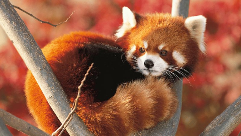 The Ultimate Animal Quiz: Only True Animal Experts Will Survive This Quiz!