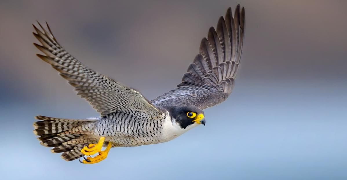 Which feathered speedster takes the crown as the absolute fastest bird on the planet?