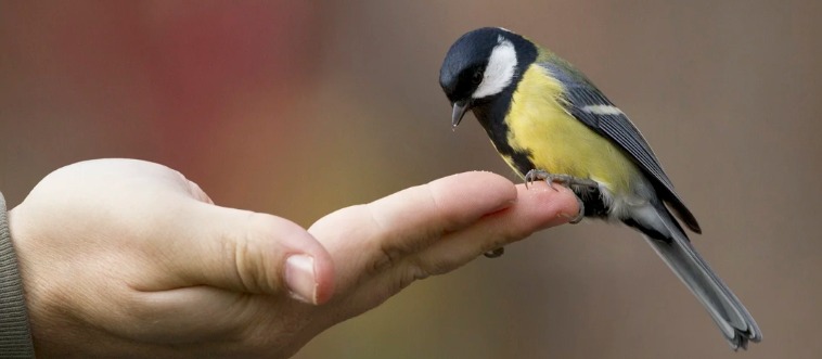 Can you finish this classic proverb? A bird in the hand is worth two in the ___.